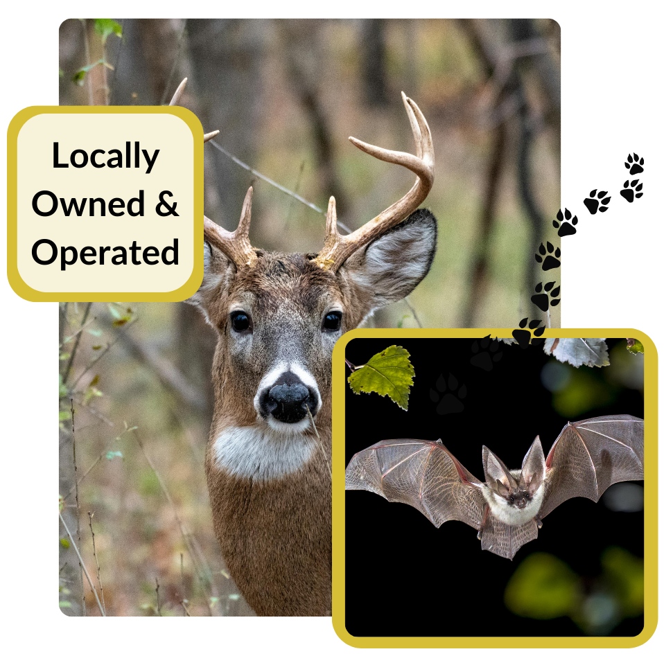 Deer with antlers, bat in flight. Text: 