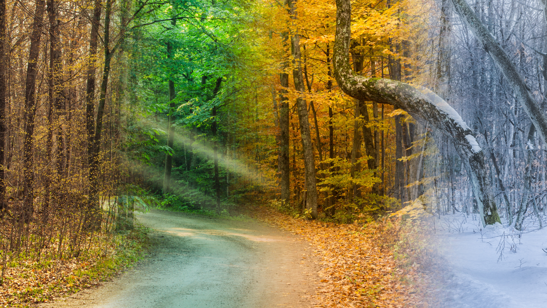 Forest road transitioning through autumn and winter seasons.