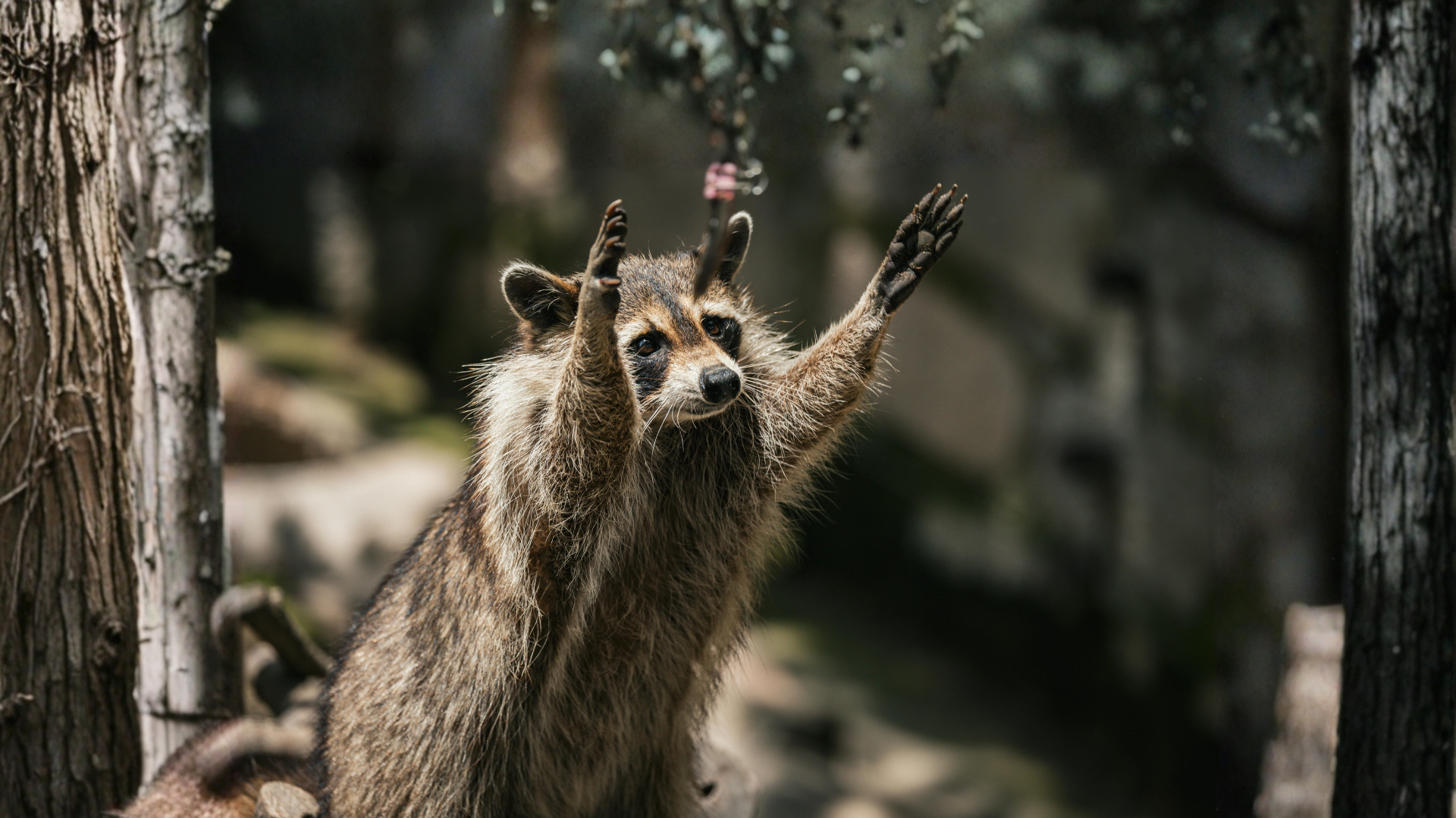 Raccoon with raised arms reaching toward a tree branch, possibly trying to grab something.