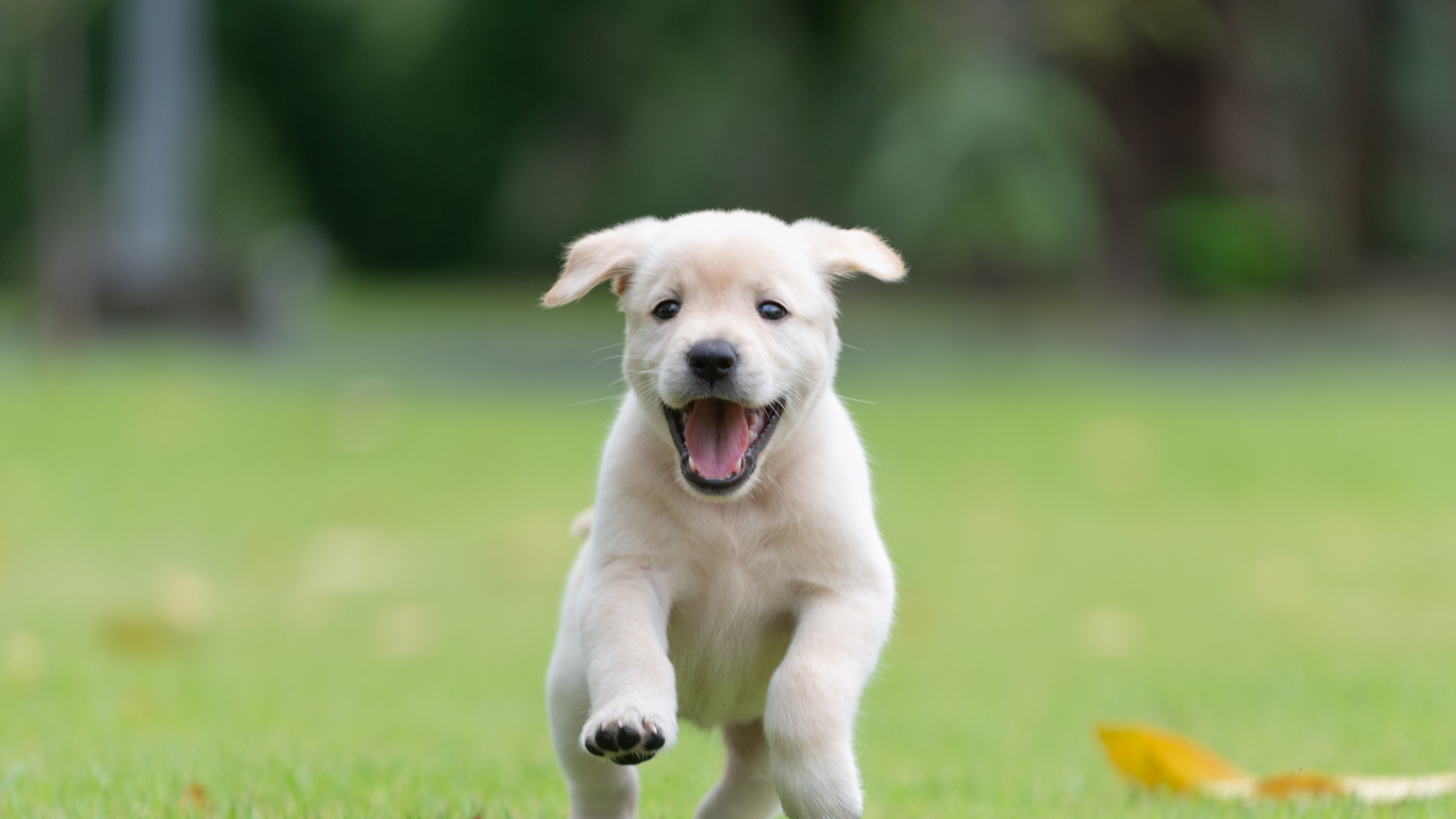 A joyful, light-colored puppy running toward the camera across a green grass lawn.