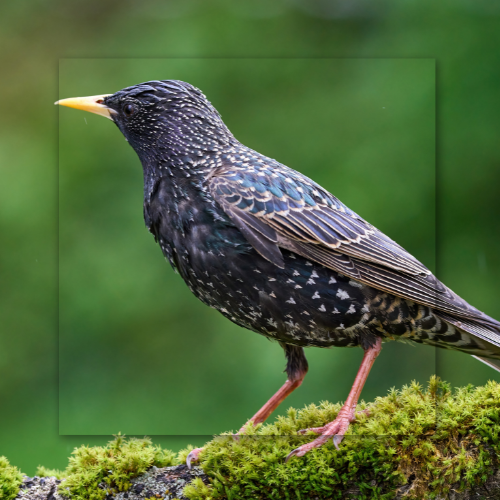 Starling perched on mossy branch, black feathers with white spots, yellow beak, pink legs.