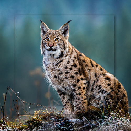 Bobcat sits, looking forward. Spotted fur, tufted ears. In a blurred, cool, green outdoor setting.