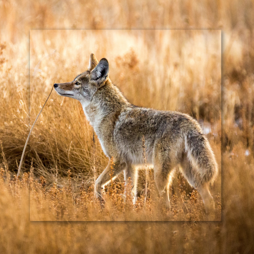 Coyote walking through tall, dry grass, lit by warm sunlight.