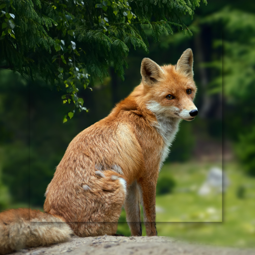 Red fox sitting on a rock in a forest, looking right. Lush green trees in the background.