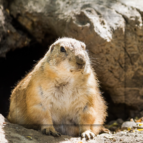 Groundhog, brown fur, sitting near rocky den entrance.