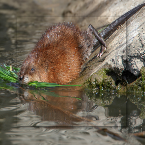 Muskrat eating grass in water, brown fur, long tail, reflective water.