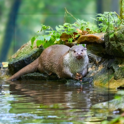 Otter sitting on a rock near water, eating. Brown fur, wet. Green foliage and blurred background.