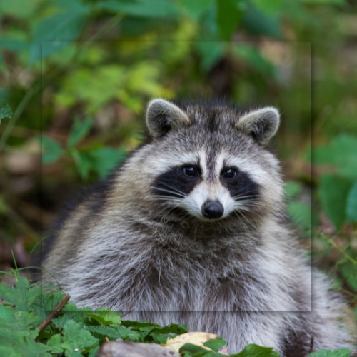 Raccoon with black mask, gray fur, and alert expression, sitting in green foliage.