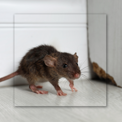 A brown rat with pink paws stands on white flooring near a wall.