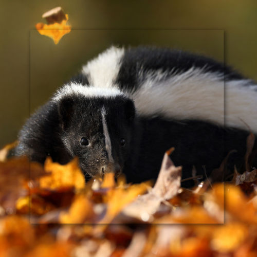 Two skunks in autumn leaves, one looking forward. Black and white fur, orange leaves.