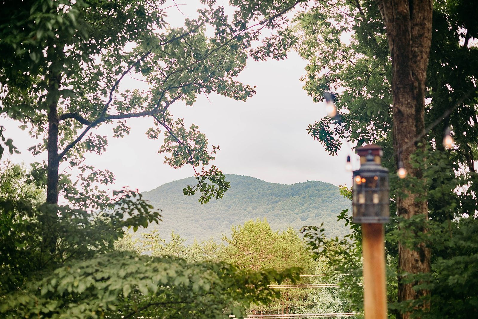 A lantern is hanging from a tree in the woods with mountains in the background.