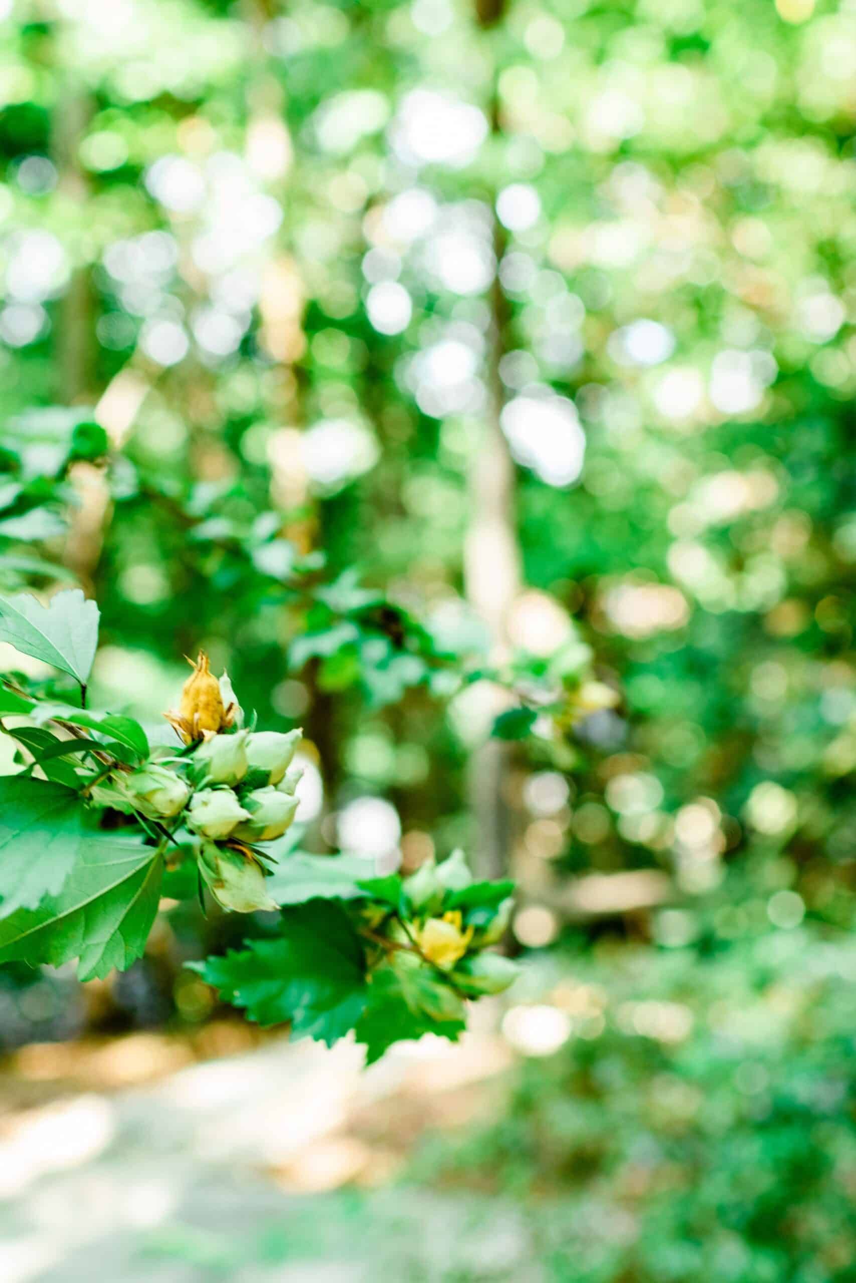 A close up of a tree branch with leaves and flowers.