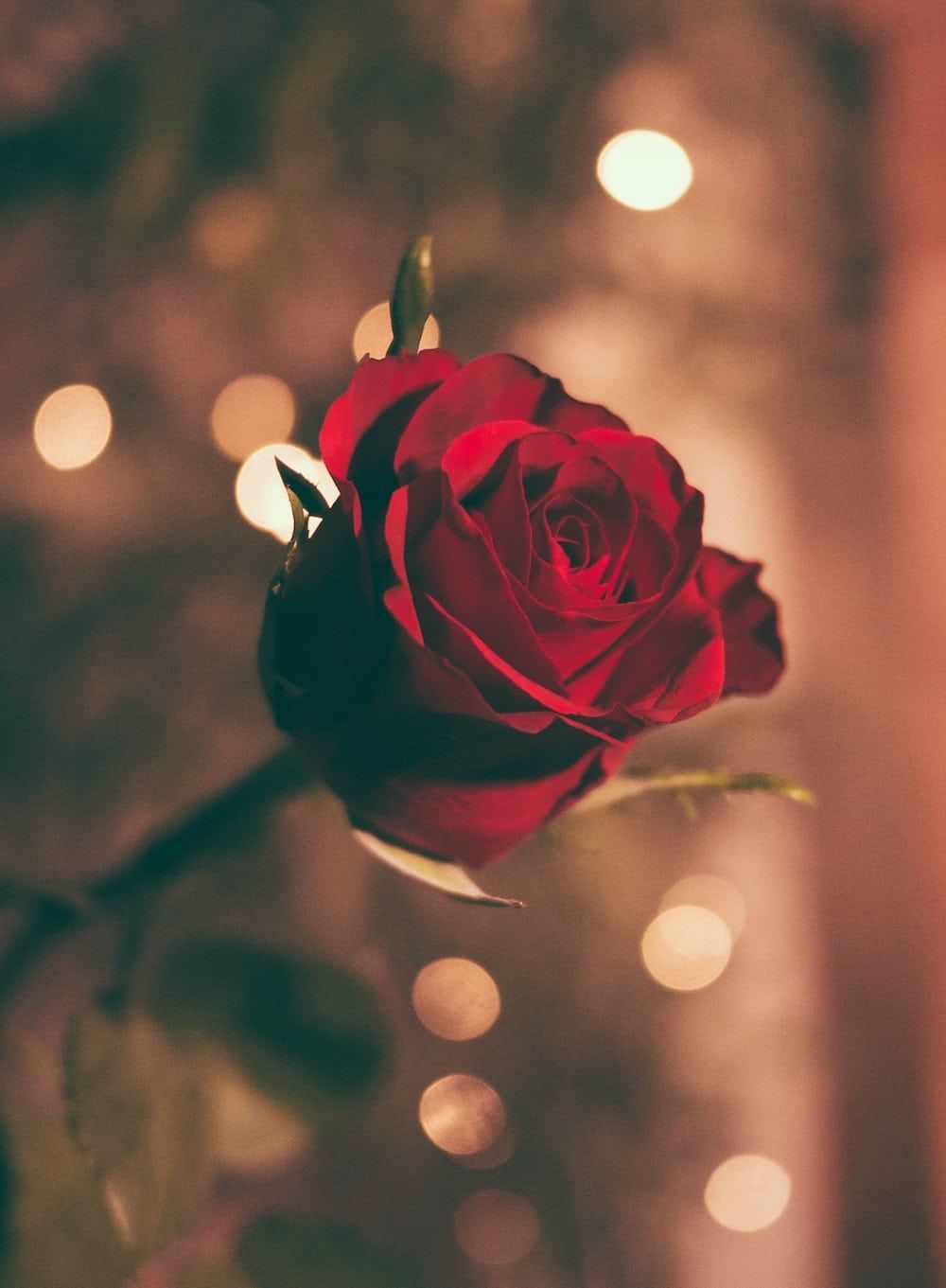 A close up of a red rose with lights in the background.