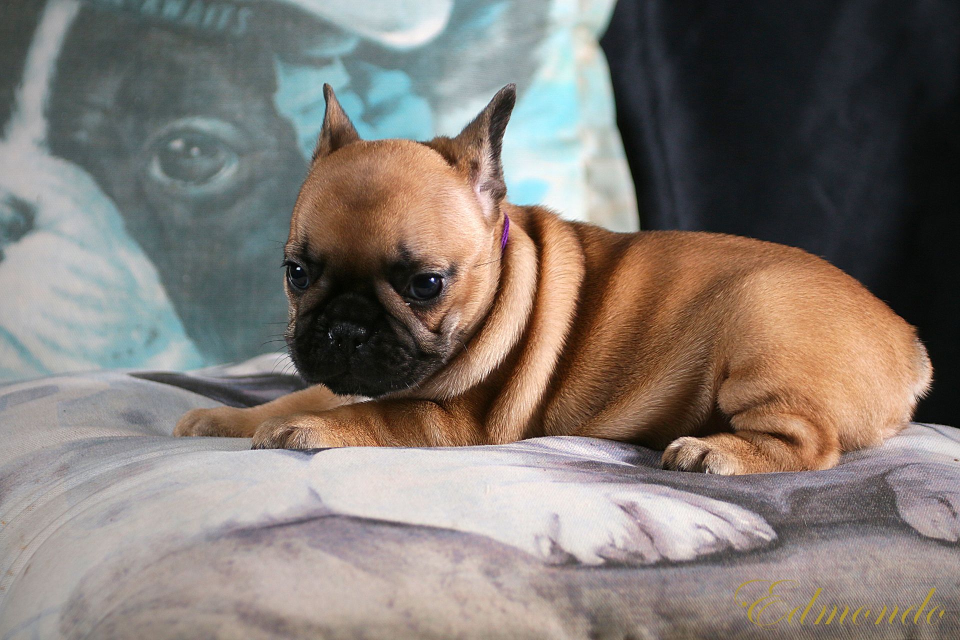 Female Red Fawn French Bulldog puppy from Edmondo breeders in Waterkloof Glen, Pretoria.