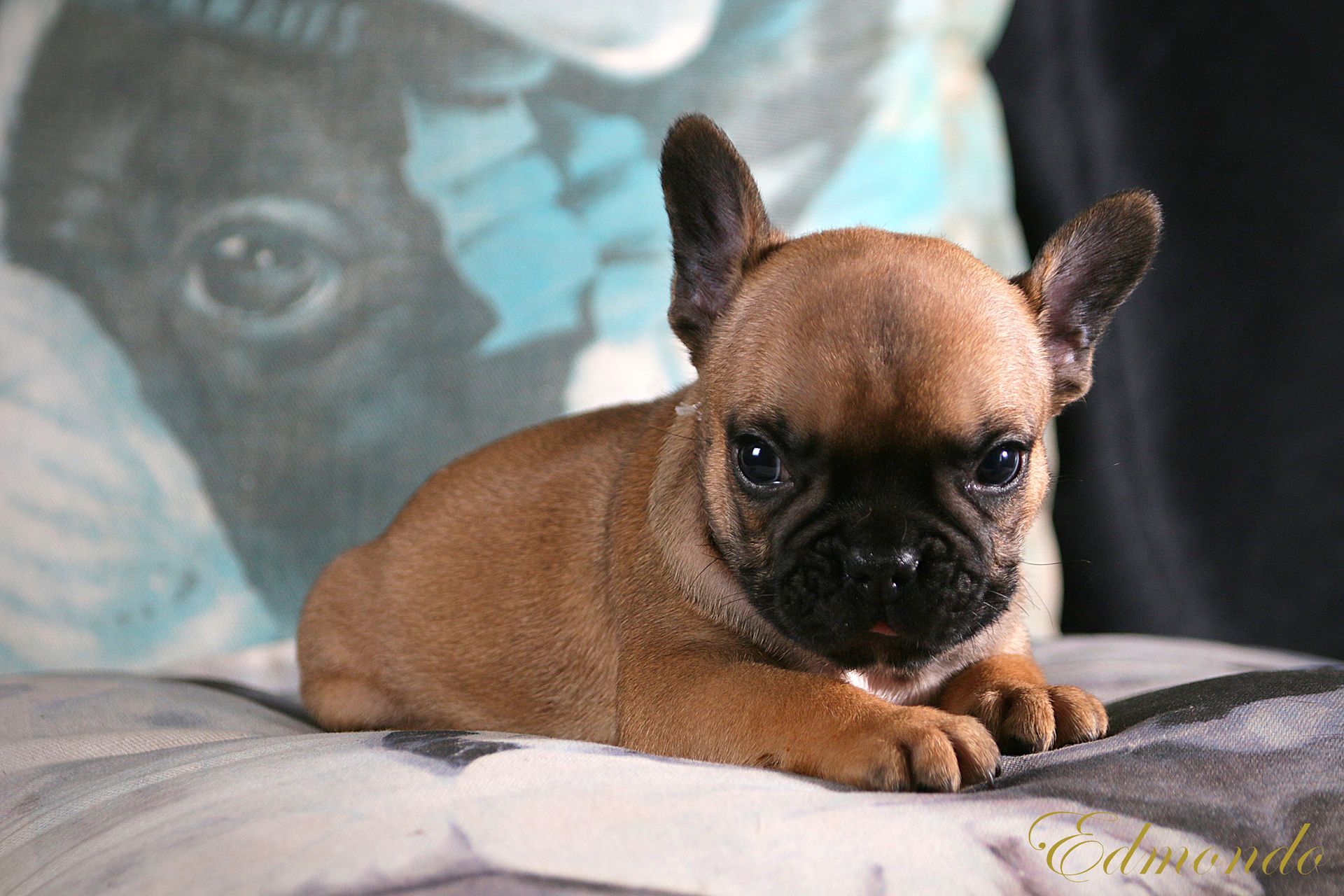 Male Red Fawn French Bulldog puppy from Edmondo breeders in Waterkloof, Pretoria.