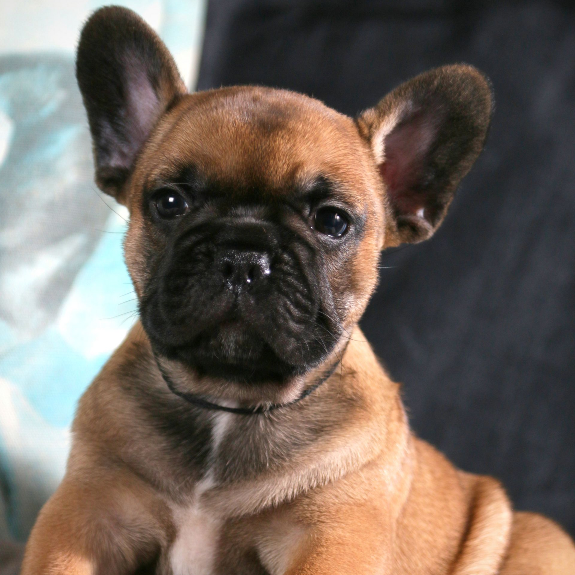 Male Red Fawn French Bulldog puppy from Edmondo breeders in Pretoria.