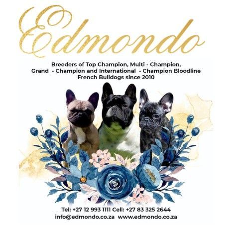 Edmondo Breeders of Champion French Bulldogs.