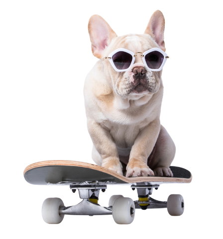 A French Bulldog wearing sunglasses is sitting on a skateboard