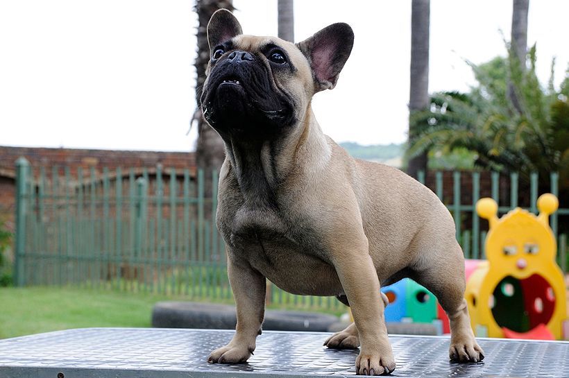 A French Bulldog from Edmondo breeders is standing on a table looking up at the sky.