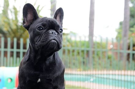 A black French Bulldog from Edmondo in Pretoria East is sitting in front of a fence and looking at the camera.