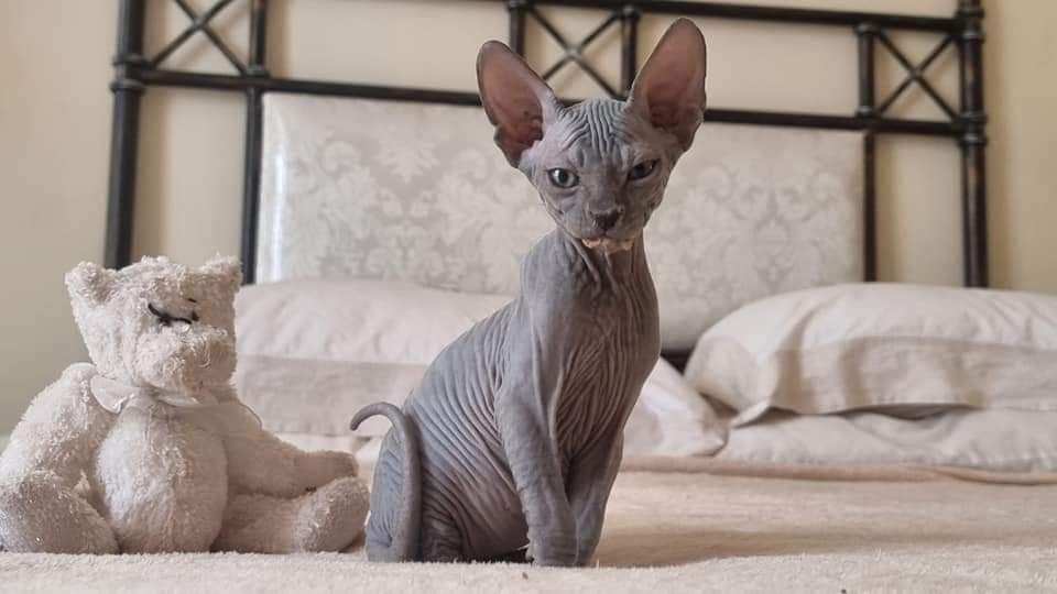 A hairless Sphynx cat is sitting on a bed next to a teddy bear.