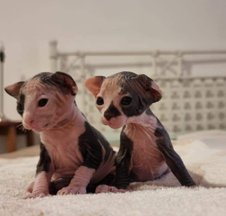 Two hairless Sphynx kittens are sitting next to each other on a bed