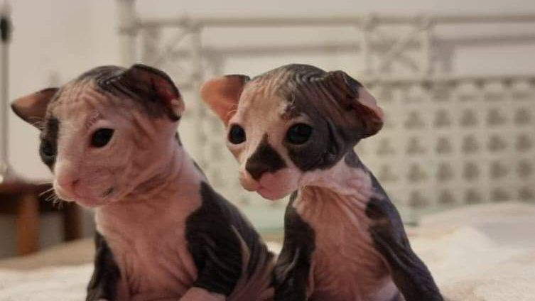 Two hairless Sphynx kittens are sitting next to each other on a bed.