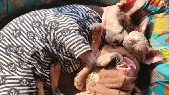 Two hairless Sphynx cats wearing striped shirts are sleeping on a couch.