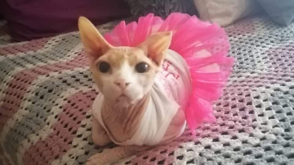 A hairless Sphynx cat wearing a pink tutu is lying on a bed.