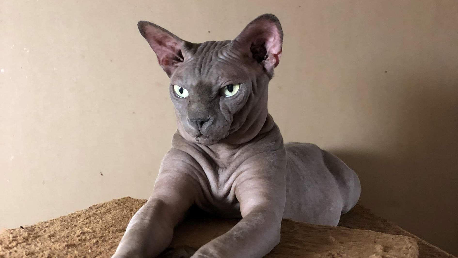 A hairless Sphynx cat is laying on top of a cat tree.