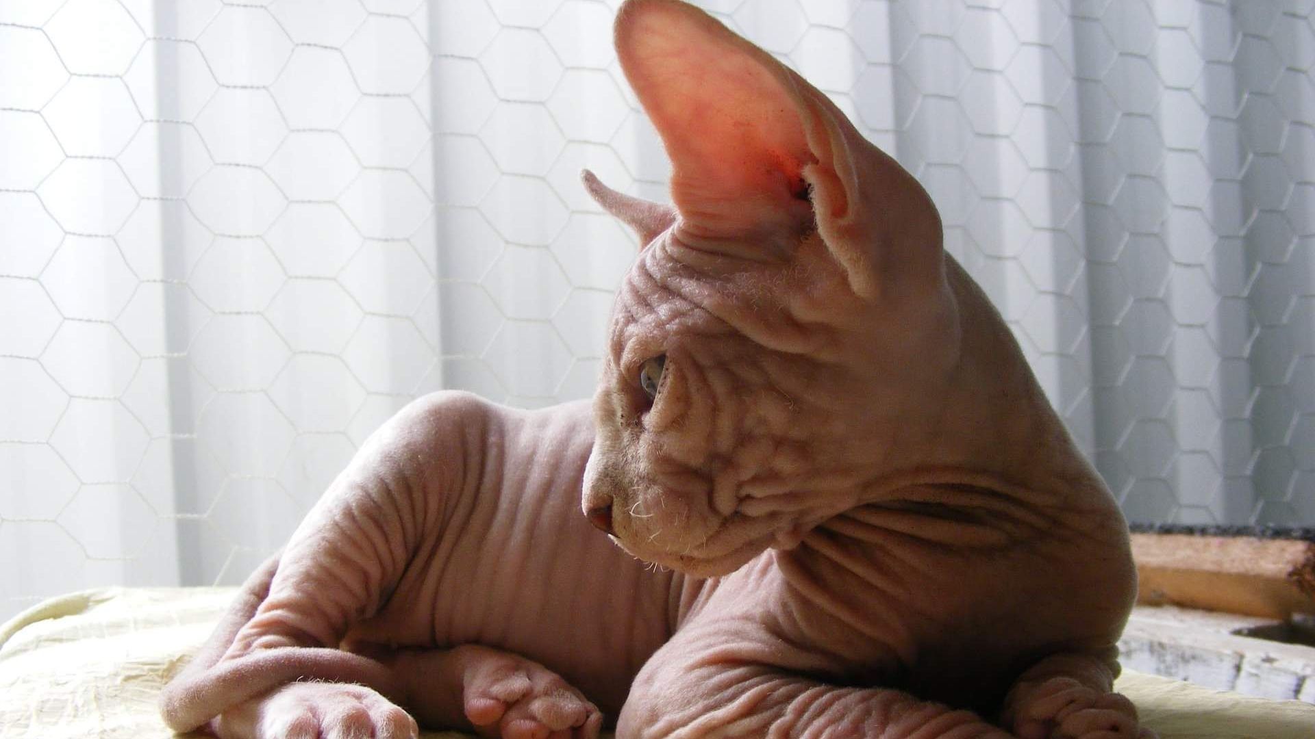 A hairless Sphynx cat is laying down on a bed