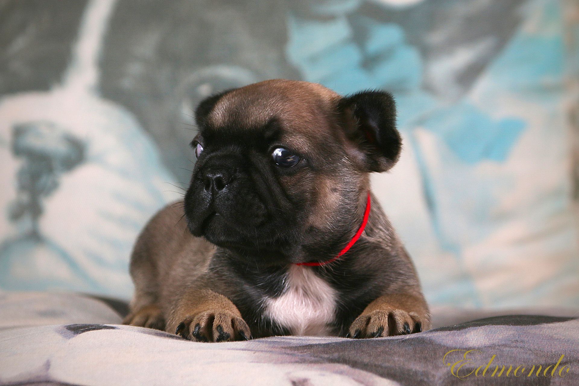 Male Dark Fawn French Bulldog puppy from Edmondo breeders in Waterkloof Glen, Pretoria.