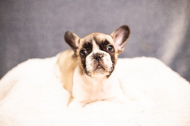 Edmondo Fawn Female French Bulldog Puppy.