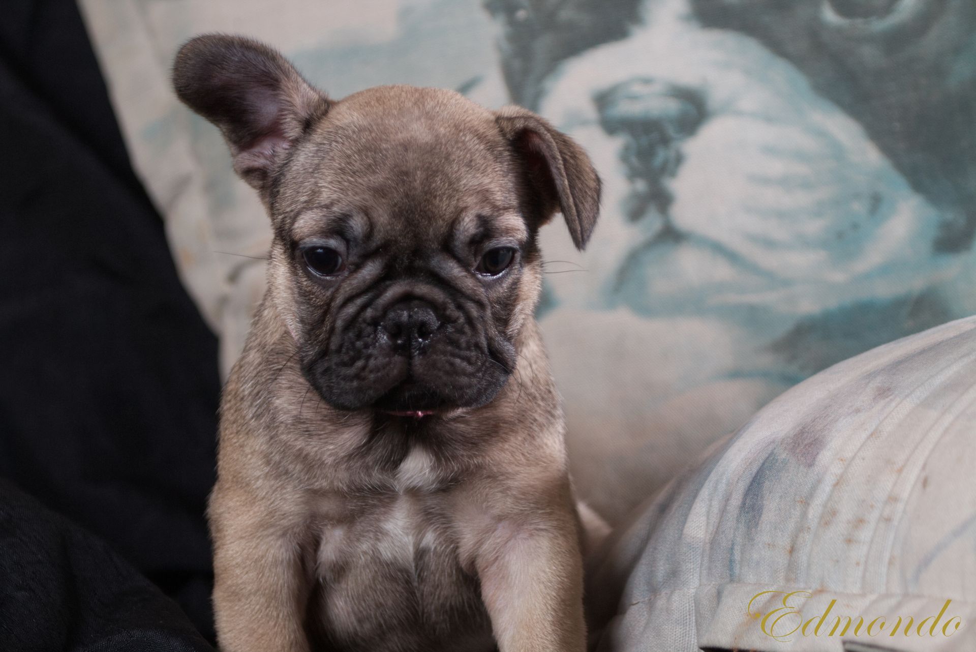 Female Dark Fawn puppy from Edmondo breeders in Pretoria.