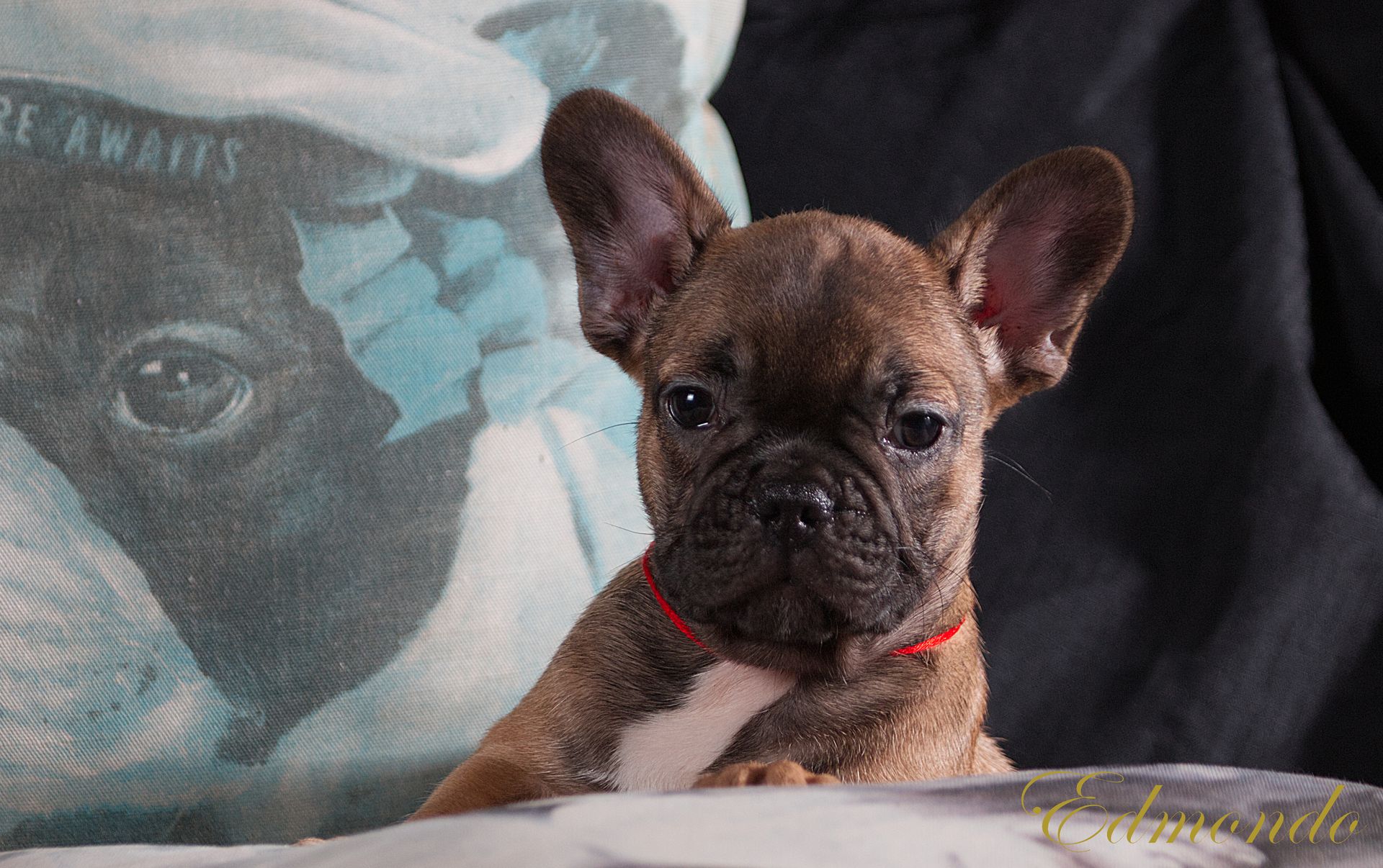 Male Red Fawn French Bulldog puppy from Edmondo breeders in Pretoria.