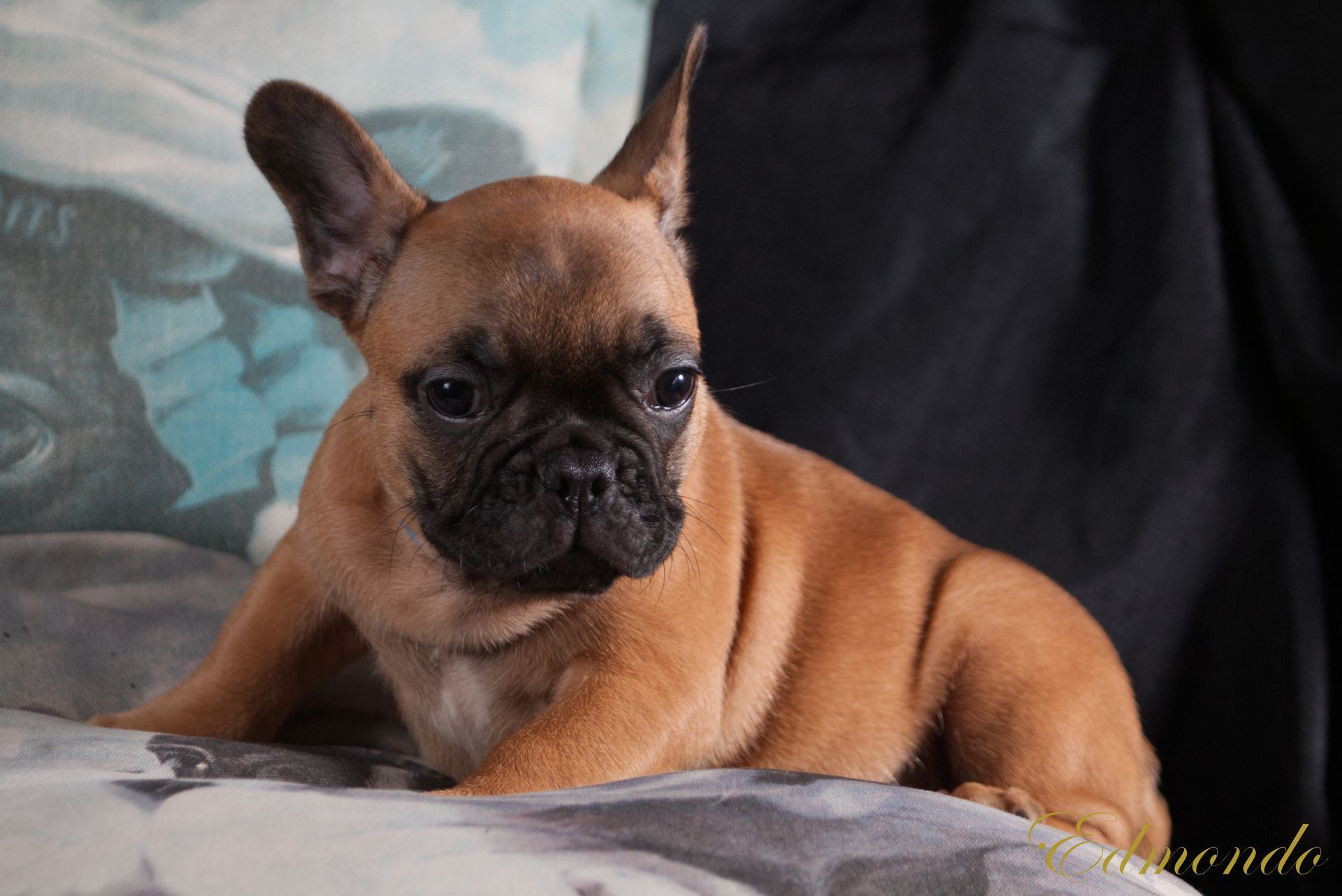 Male Red Fawn French Bulldog puppy from Edmondo breeders in Pretoria.
