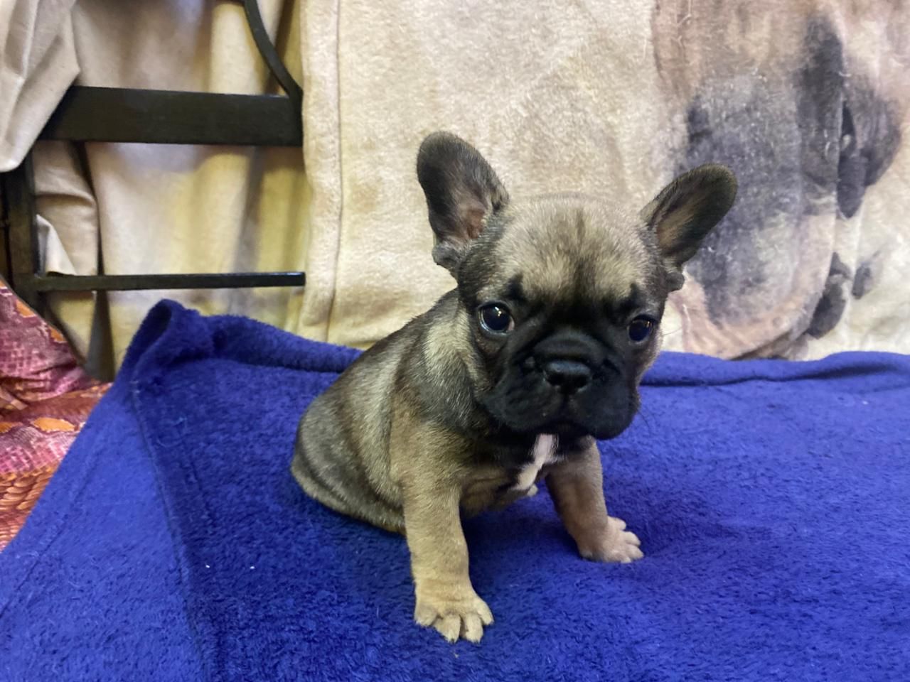 Female French Bulldog Puppy from Edmondo.