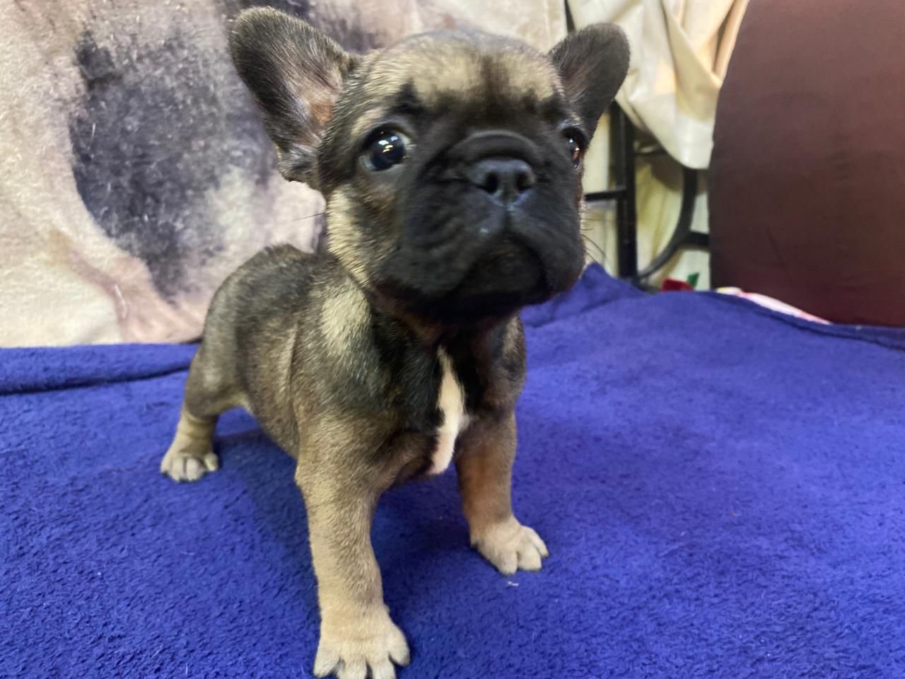 Female French Bulldog Puppy from Edmondo.