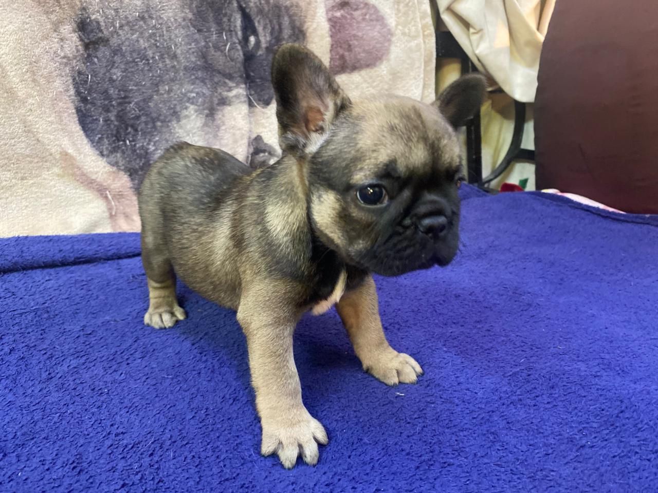Female French Bulldog puppy from Edmondo.
