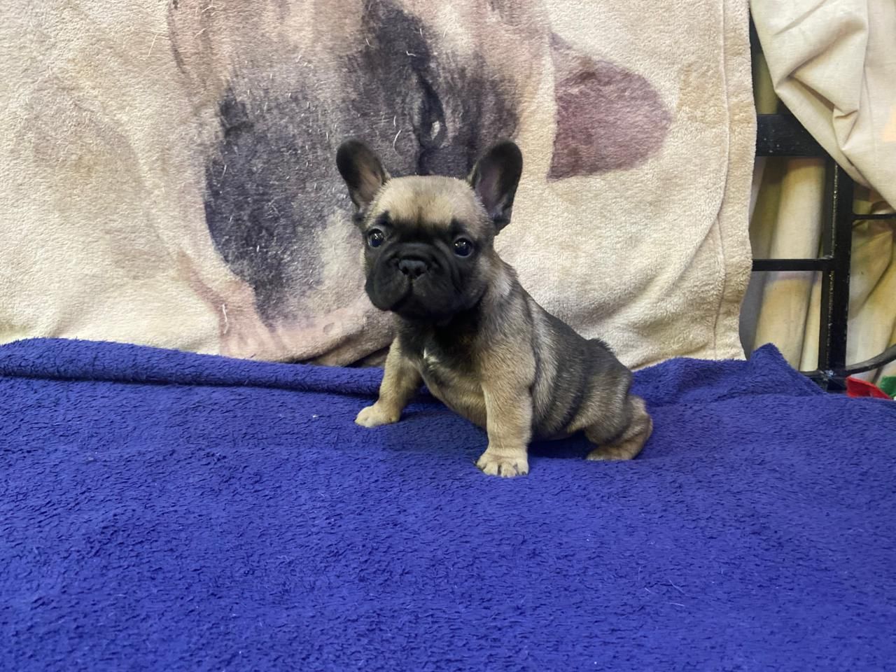 Male French Bulldog Puppy from Edmondo.
