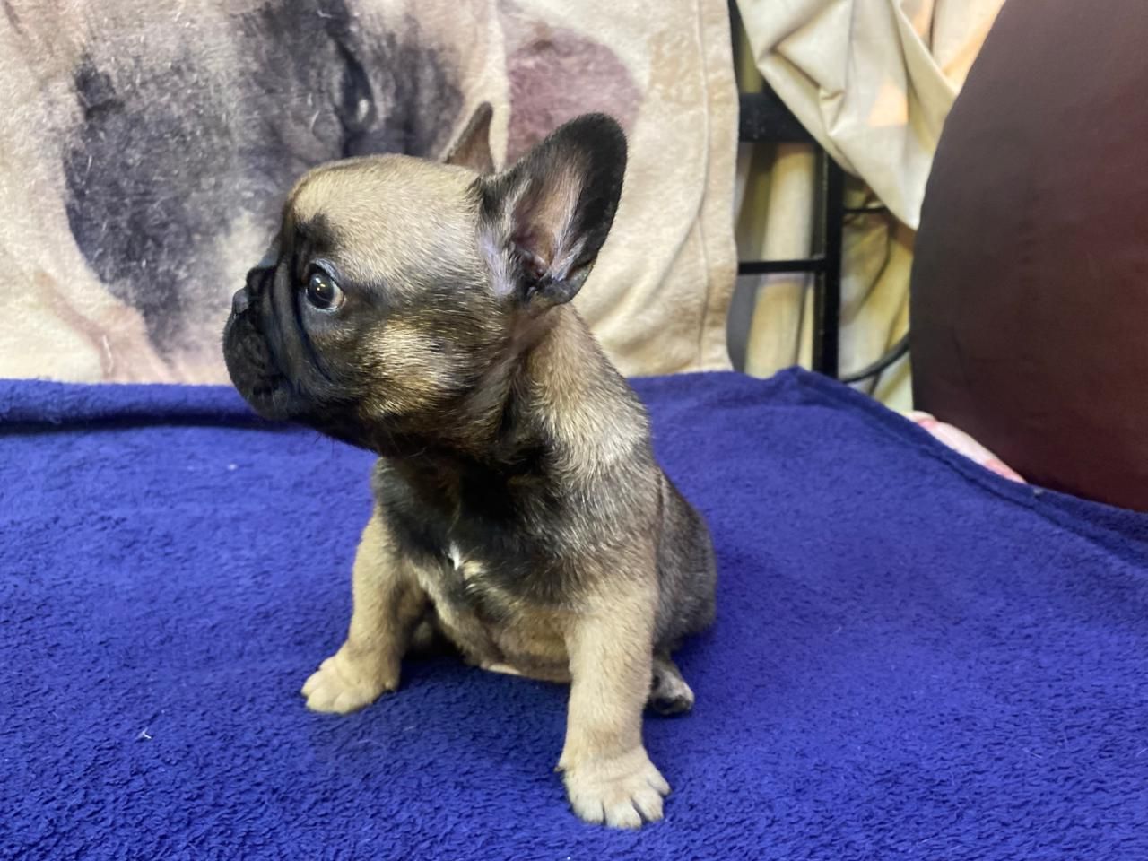 Male French Bulldog Puppy from Edmondo.