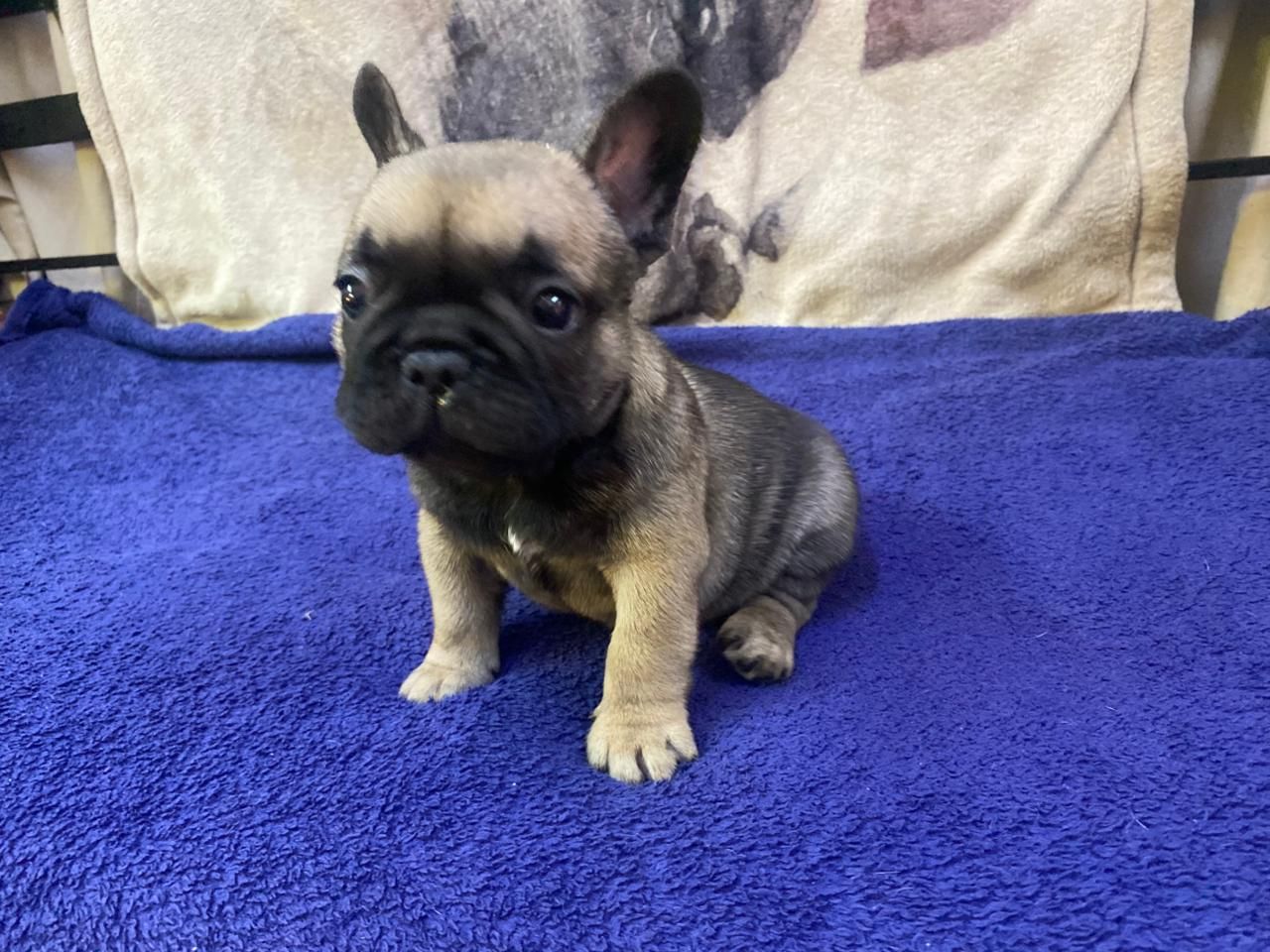Male French Bulldog Puppy from Edmondo in Pretoria.