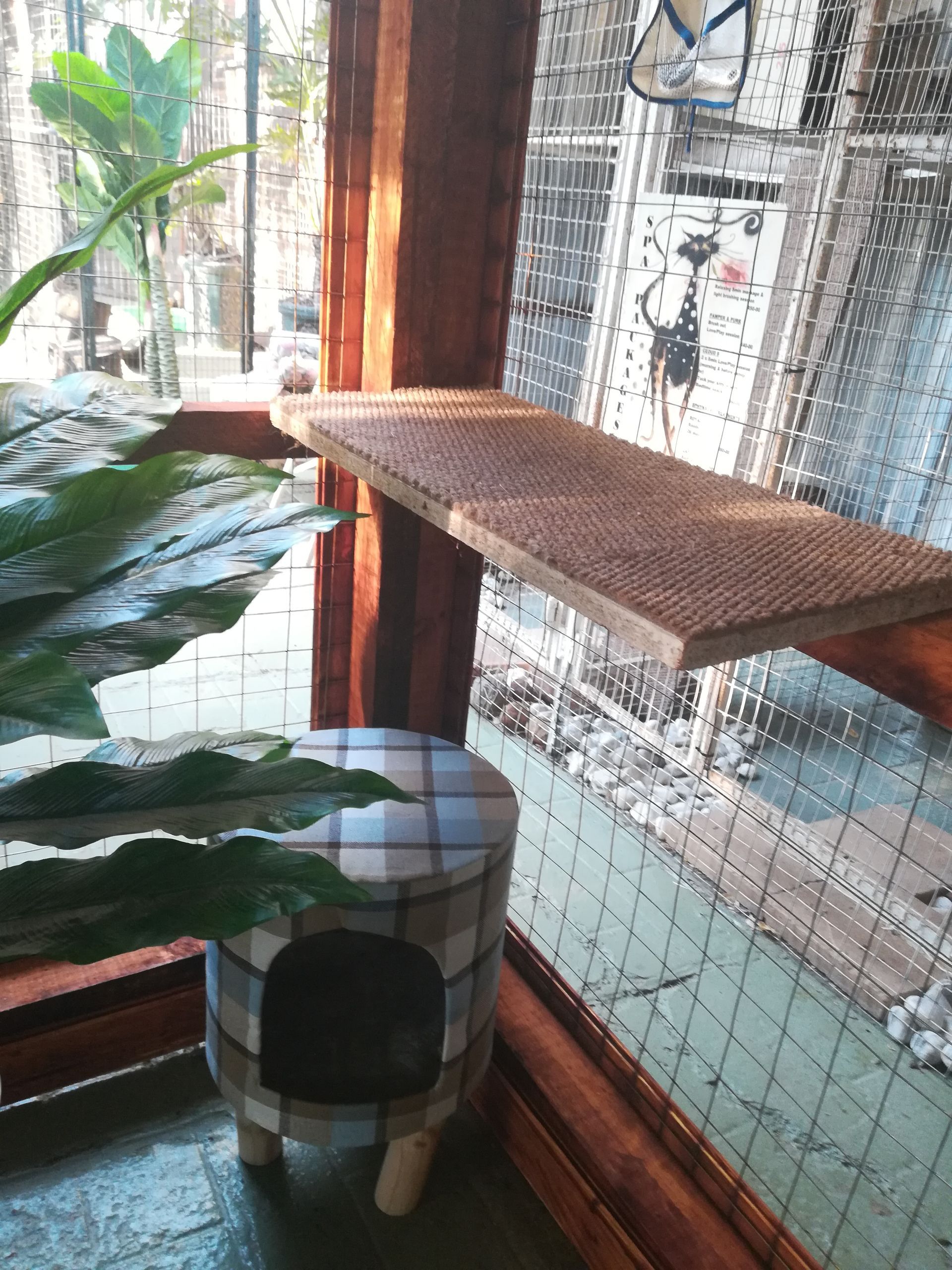 A cat tree is standing next to a window in a room in Ceasar's Pet Palace Cat Hotel in Pretoria.