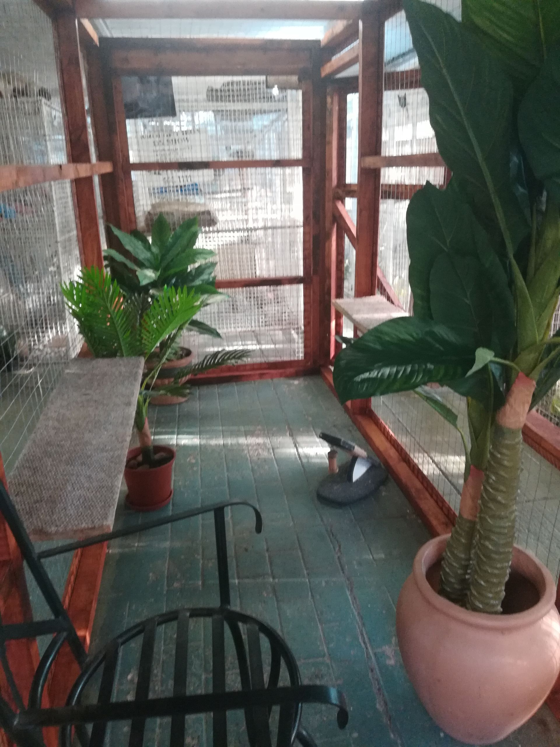A room in Ceasar's Pet Palace Cat Hotel with a table and chairs and a potted plant