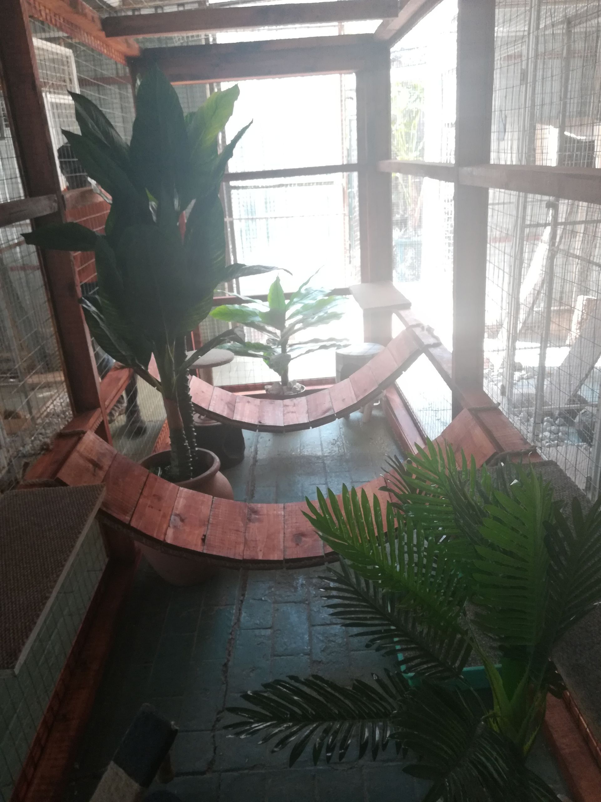 A room in Ceasar's Pet Palace with a lot of plants in pots on the floor.