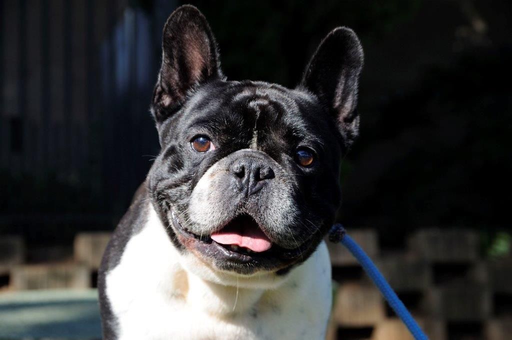 A black and white French Bulldog from Edmondo in Pretoria on a leash.