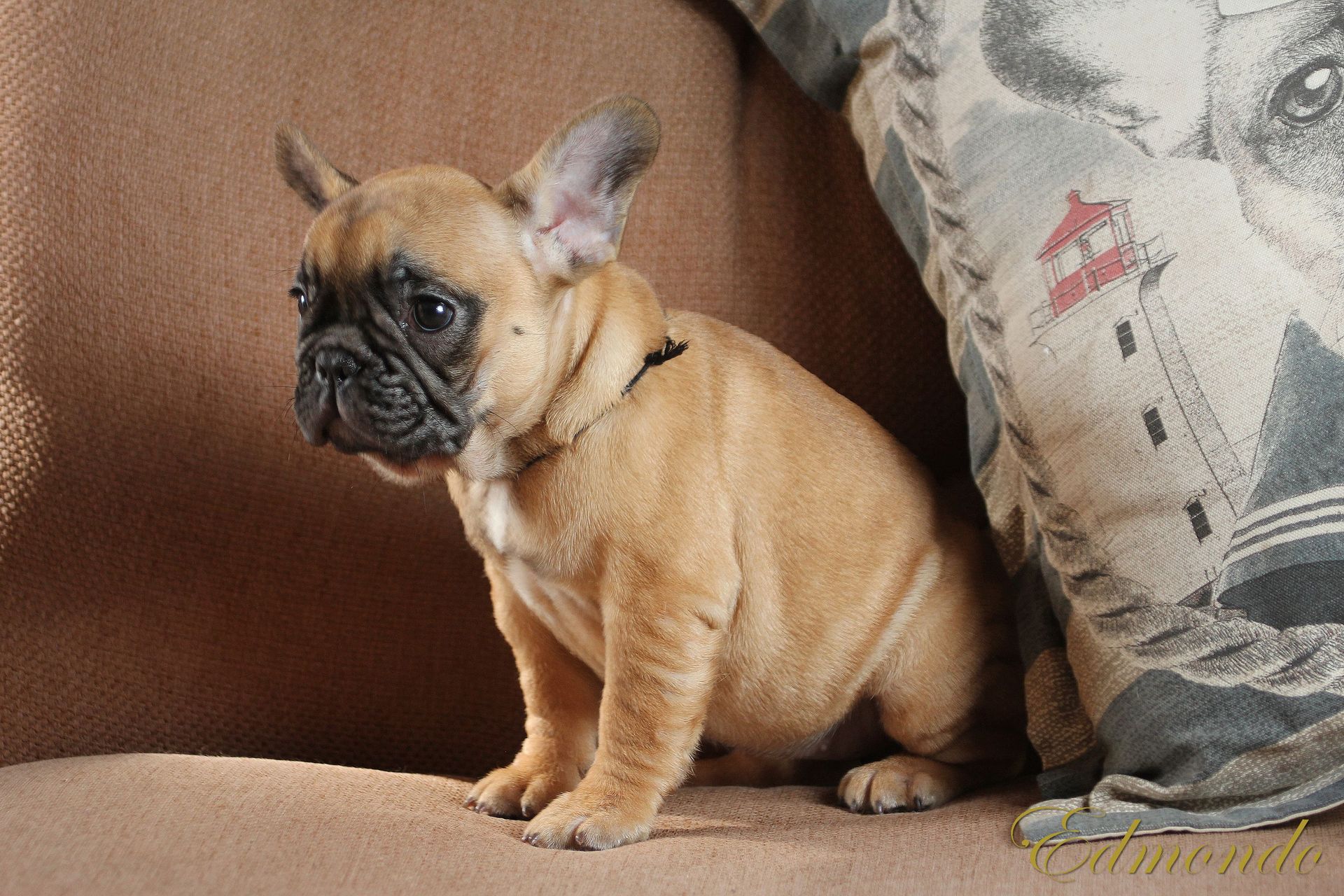 Female Red Fawn puppy from Edmondo French Bulldogs.