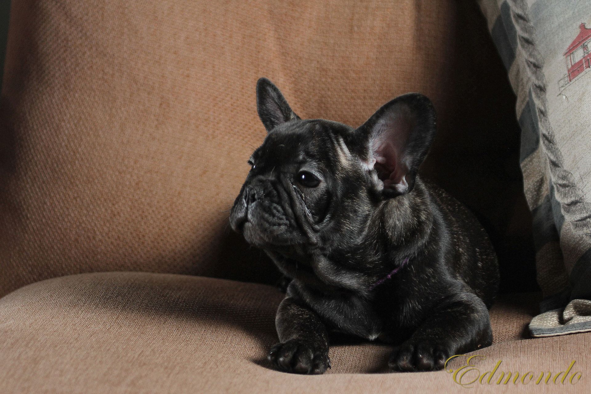 Male Brindle puppy from Edmondo French Bulldogs.