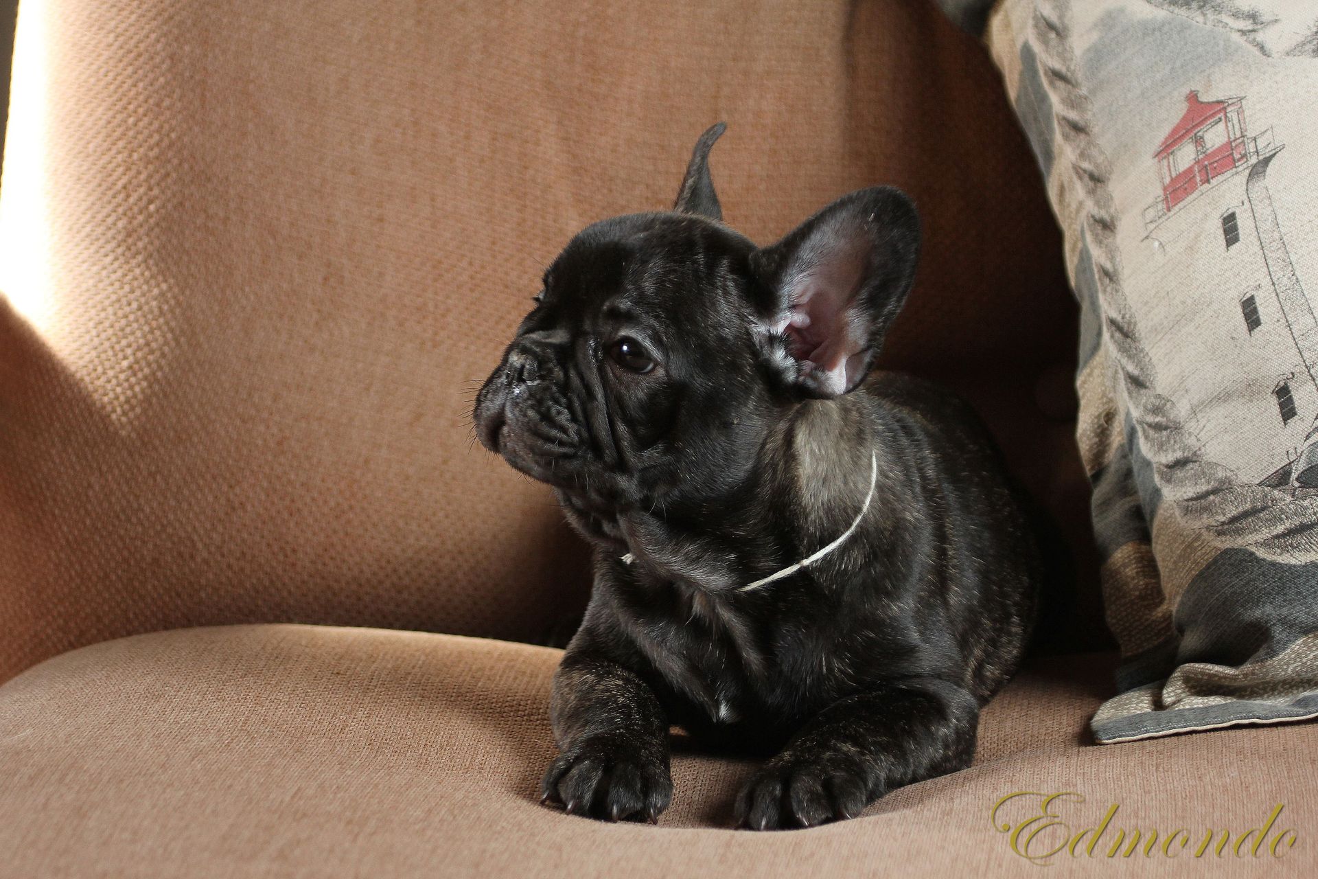 Male Brindle puppy from Edmondo French Bulldogs.