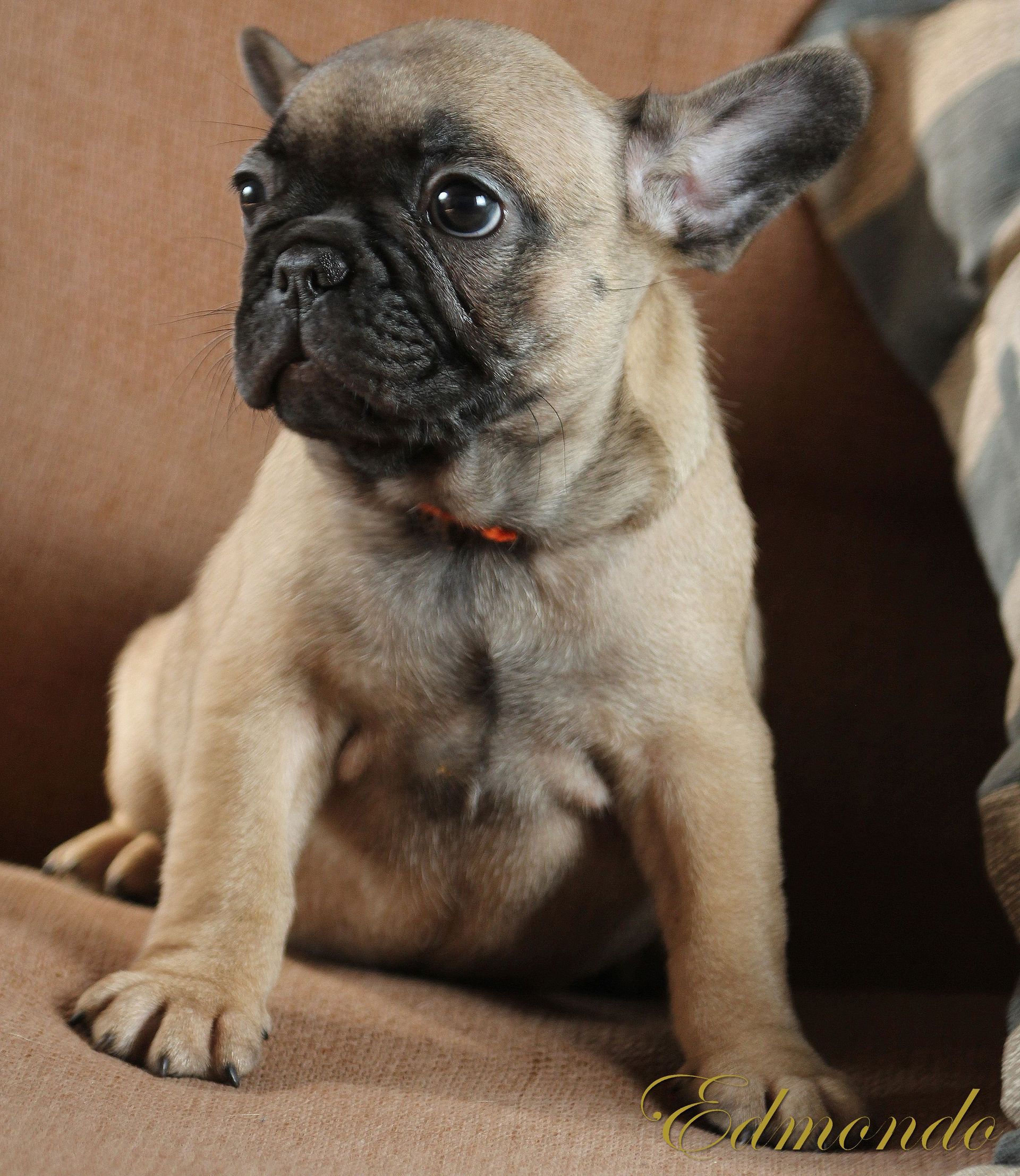 Female Light Fawn puppy from Edmondo French Bulldogs.